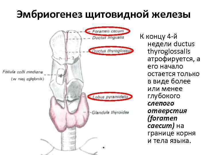 Эмбриогенез щитовидной железы К концу 4 -й недели ductus thyroglossalis атрофируется, а его начало