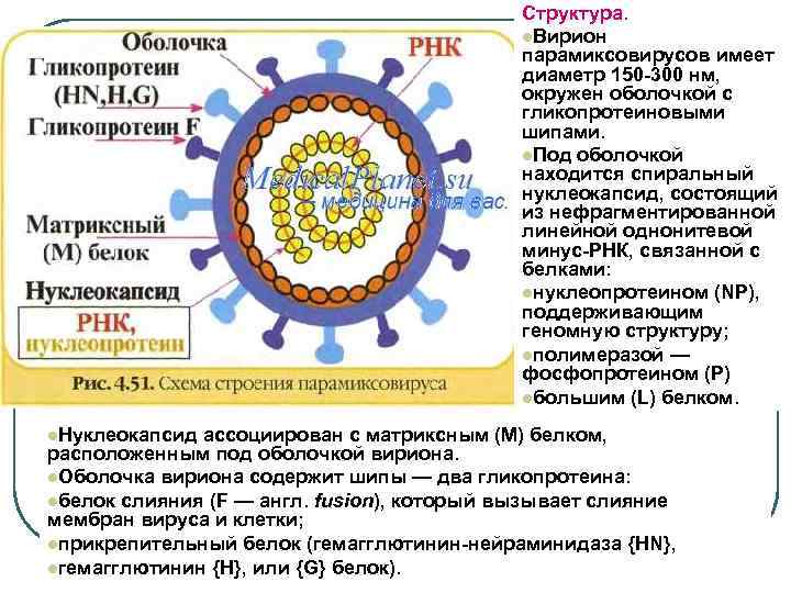 Структура. l. Вирион парамиксовирусов имеет диаметр 150 -300 нм, окружен оболочкой с гликопротеиновыми шипами.