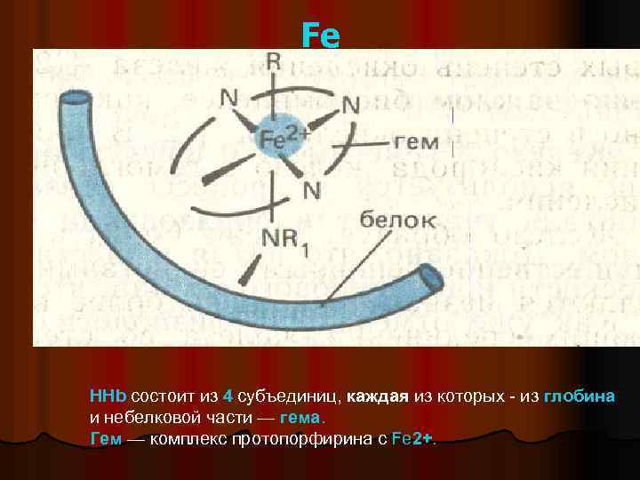 Fe HHb состоит из 4 субъединиц, каждая из которых - из глобина и небелковой