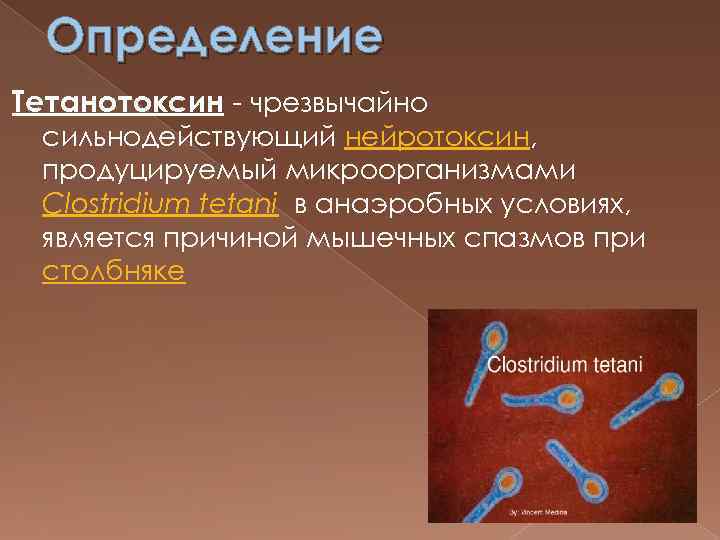 Определение Тетанотоксин - чрезвычайно сильнодействующий нейротоксин, продуцируемый микроорганизмами Clostridium tetani в анаэробных условиях, является