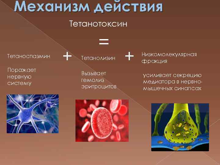 Механизм действия Тетанотоксин Тетаноспазмин Поражает нервную систему + = Тетанолизин Вызывает гемолиз эритроцитов +