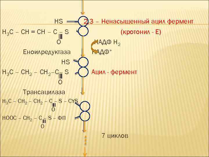 HS H 3 C – CH = CH – C – S О Еноилредуктаза
