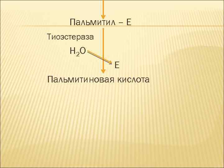 Пальмитил – Е Тиоэстераза Н 2 О Е Пальмитиновая кислота 