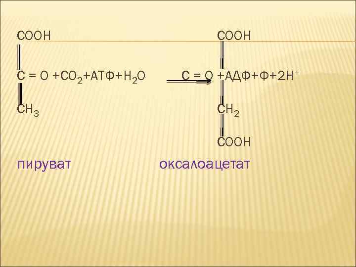 COOH C = O +CO 2+АТФ+H 2 O CH 3 COOH C = O