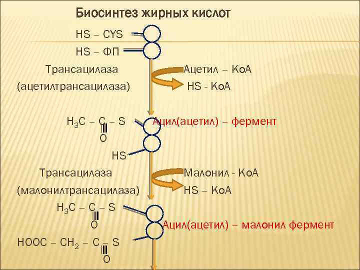 Биосинтез жирных кислот HS – CYS HS – ФП Трансацилаза (ацетилтрансацилаза) H 3 C