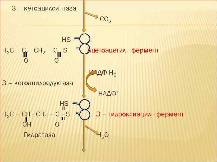 3 – кетоацилсинтаза CO 2 HS H 3 C – CH 2 – C