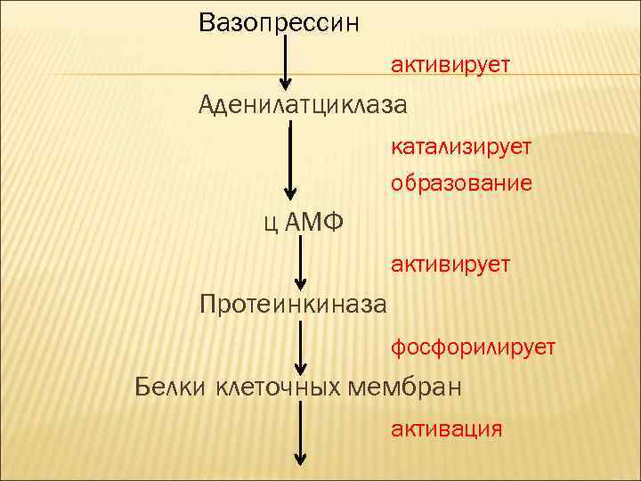 Вазопрессин активирует Аденилатциклаза катализирует образование ц АМФ активирует Протеинкиназа фосфорилирует Белки клеточных мембран активация