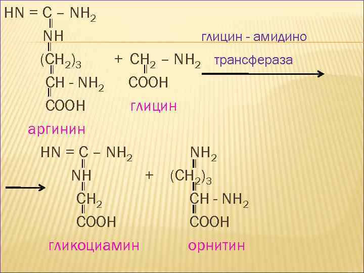 HN = C – NH 2 NH глицин - амидино (CH 2)3 + CH
