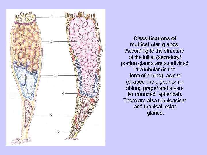 Classifications of multicellular glands. According to the structure of the initial (secretory) portion glands