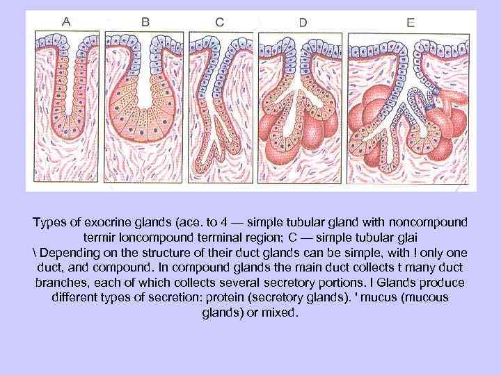 Types of exocrine glands (ace. to 4 — simple tubular gland with noncompound termir