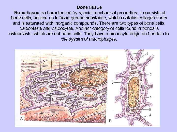 Bone tissue is characterized by special mechanical properties. It con sists of bone cells,