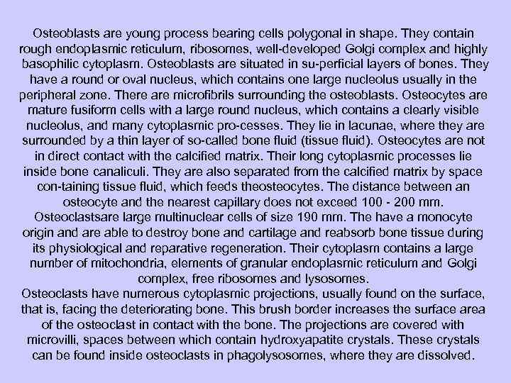 Osteoblasts are young process bearing cells polygonal in shape. They contain rough endoplasmic reticulum,