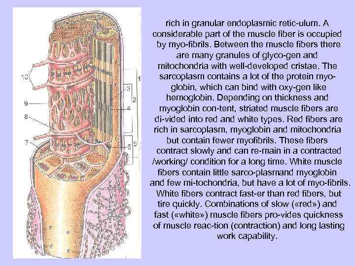 rich in granular endoplasmic retic ulum. A considerable part of the muscle fiber is