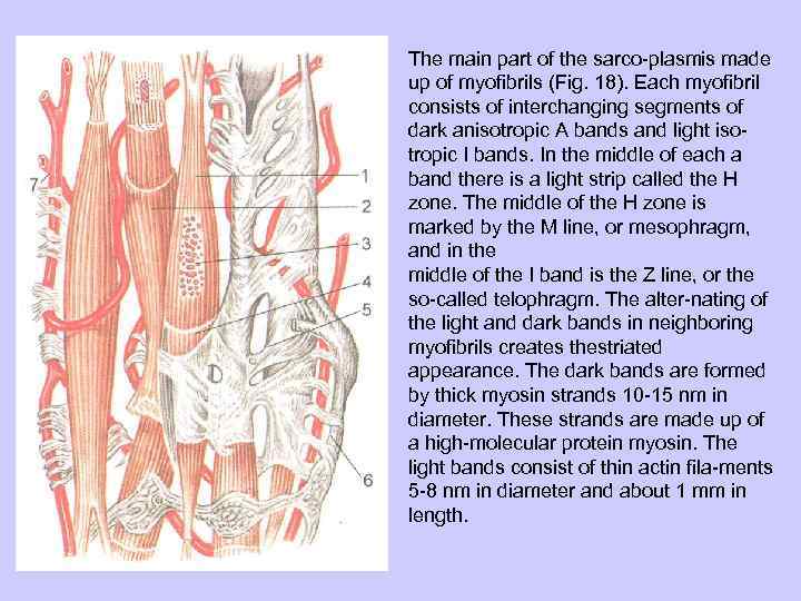 The main part of the sarco plasmis made up of myofibrils (Fig. 18). Each
