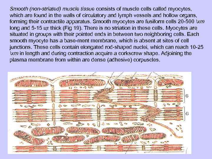 Smooth (non-striated) muscle tissue consists of muscle cells called myocytes, which are found in