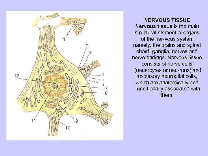 NERVOUS TISSUE Nervous tissue is the main structural element of organs of the ner