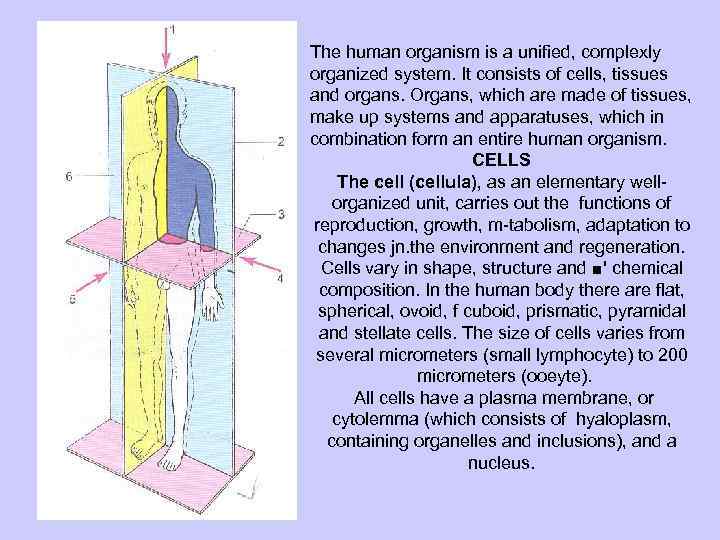 The human organism is a unified, complexly organized system. It consists of cells, tissues