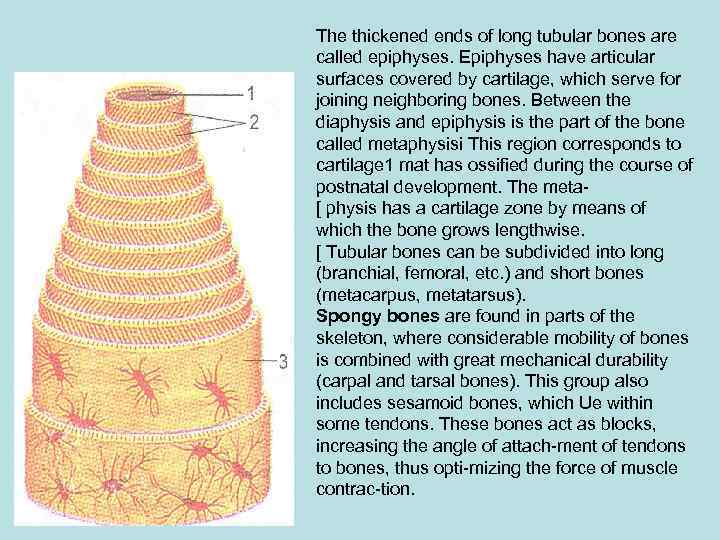 The thickened ends of long tubular bones are called epiphyses. Epiphyses have articular surfaces