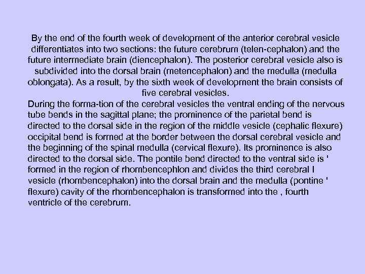 By the end of the fourth week of development of the anterior cerebral vesicle