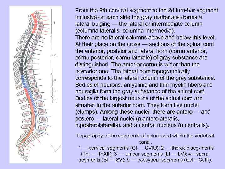 From the 8 th cervical segment to the 2 d lum bar segment inclusive