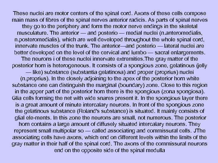 These nuclei are motor centers of the spinal cord. Axons of these cells compose