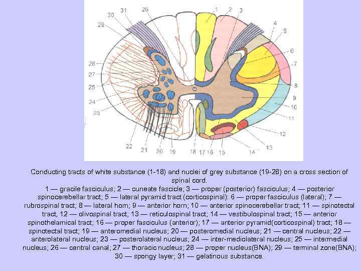 Conducting tracts of white substance (1 18) and nuclei of grey substance (19 28)