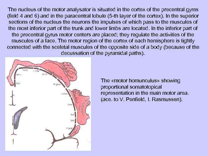 The nucleus of the motor analysator is situated in the cortex of the precentral