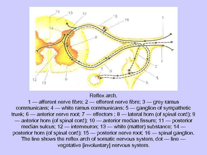 Reflex arch. 1 — afferent nerve fibre; 2 — efferent nerve fibre; 3 —