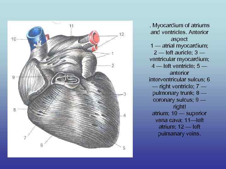 . Myocardium of atriums and ventricles. Anterior aspect 1 — atrial myocardium; 2 —