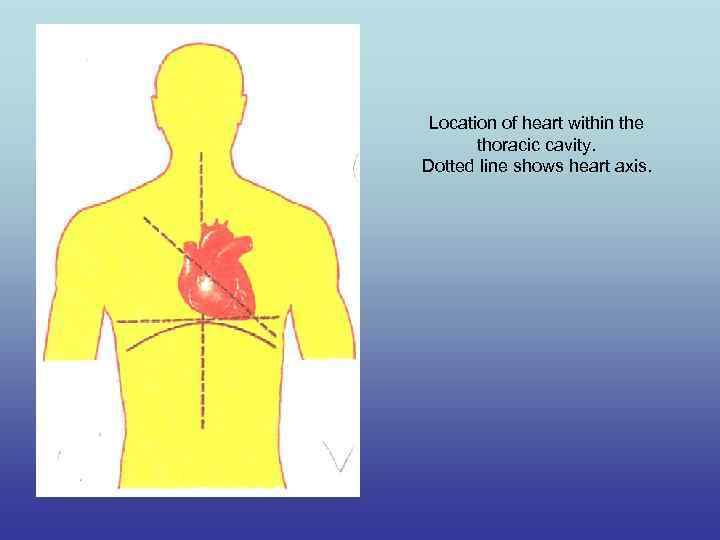 Location of heart within the thoracic cavity. Dotted line shows heart axis. 