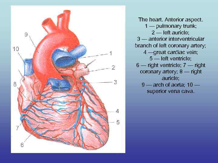 The heart. Anterior aspect. 1 — pulmonary trunk; 2 — left auricle; 3 —