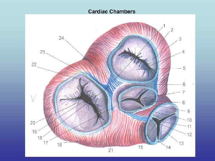 Cardiac Chambers 