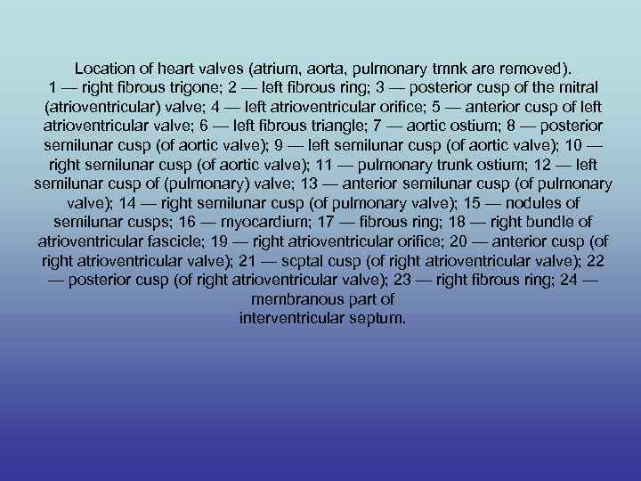 Location of heart valves (atrium, aorta, pulmonary tmnk are removed). 1 — right fibrous