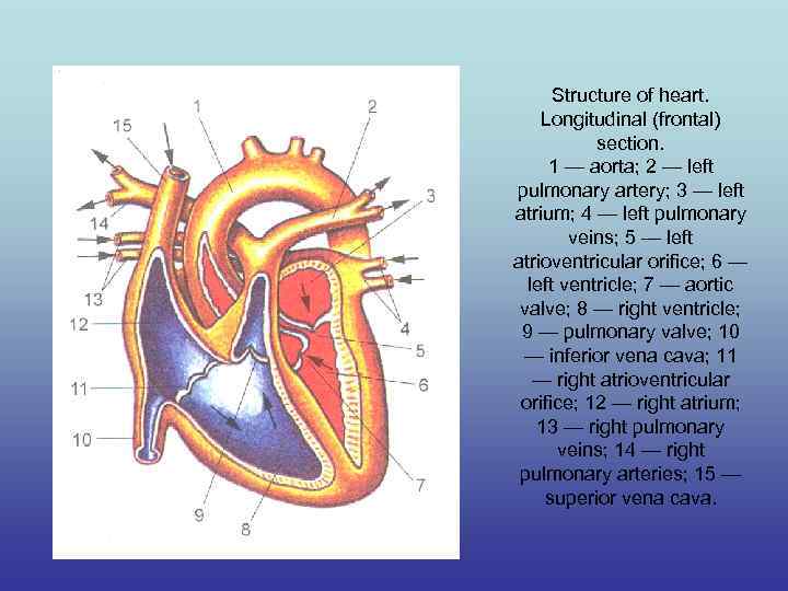 Structure of heart. Longitudinal (frontal) section. 1 — aorta; 2 — left pulmonary artery;