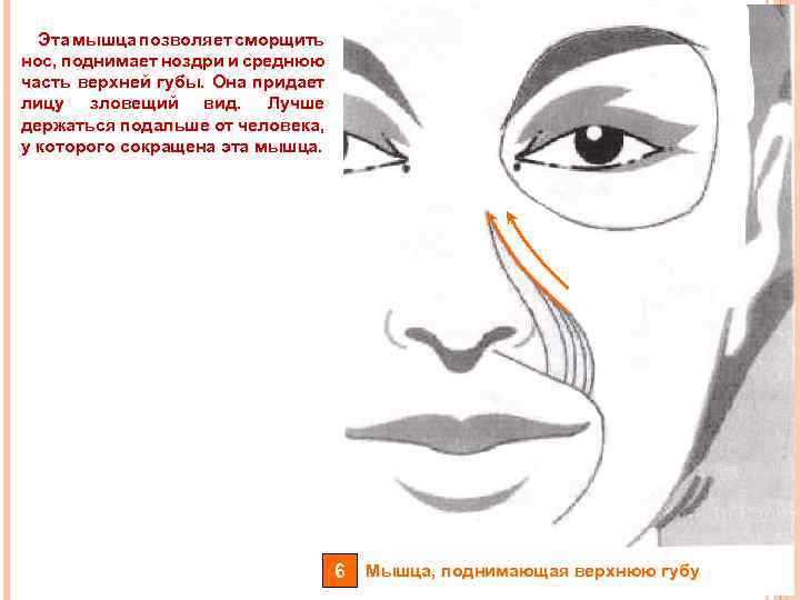 Эта мышца позволяет сморщить нос, поднимает ноздри и среднюю часть верхней губы. Она придает