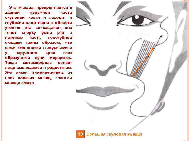 Эта мышца, прикрепляется к задней наружной части скуловой кости и заходит в глубокий слой