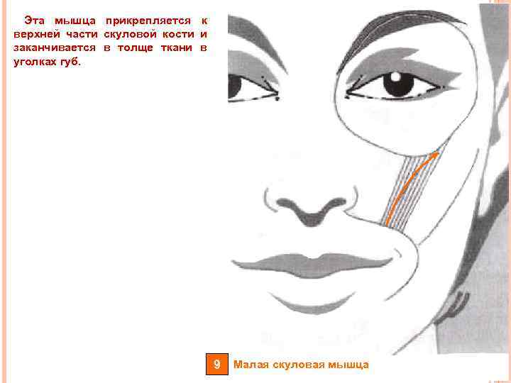 Эта мышца прикрепляется к верхней части скуловой кости и заканчивается в толще ткани в