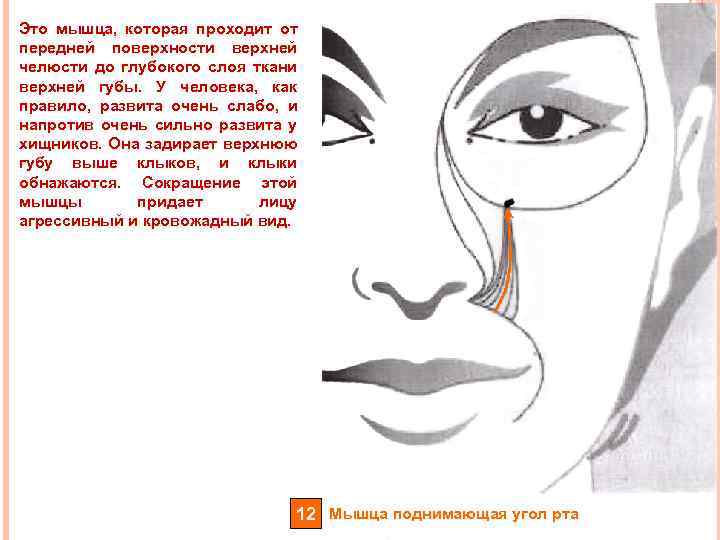 Это мышца, которая проходит от передней поверхности верхней челюсти до глубокого слоя ткани верхней