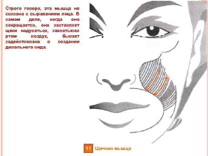Строго говоря, эта мышца не связана с выражением лица. В самом деле, когда она