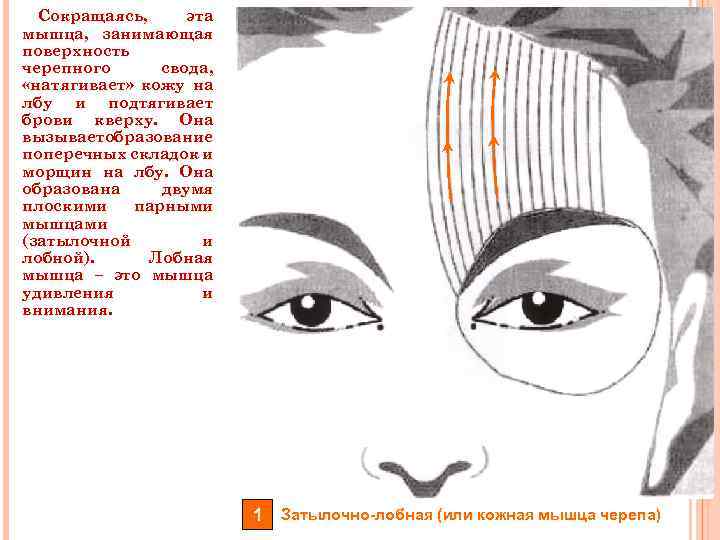 Сокращаясь, эта мышца, занимающая поверхность черепного свода, «натягивает» кожу на лбу и подтягивает брови