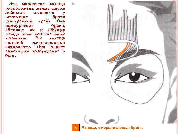 Эта маленькая мышца расположена между двумя лобными мышцами у основания брови (внутренний край). Она