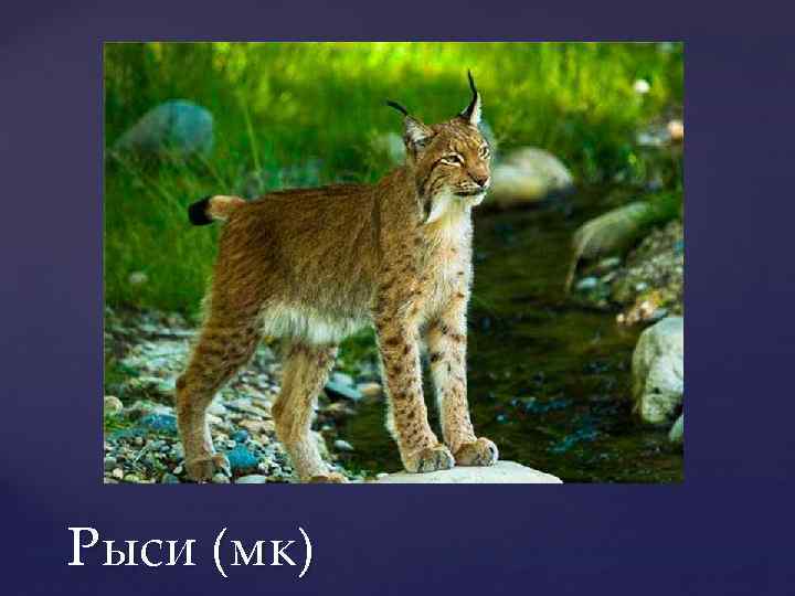 Рыси (мк) 