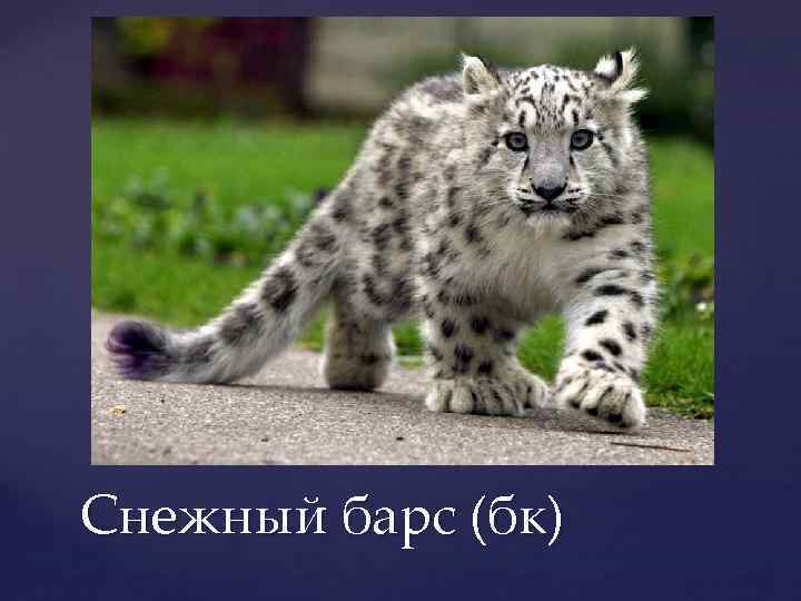 Снежный барс (бк) 