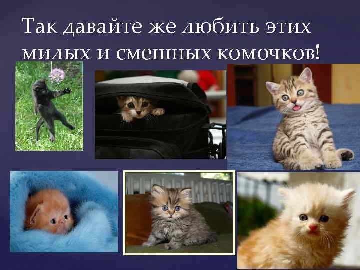Так давайте же любить этих милых и смешных комочков! 