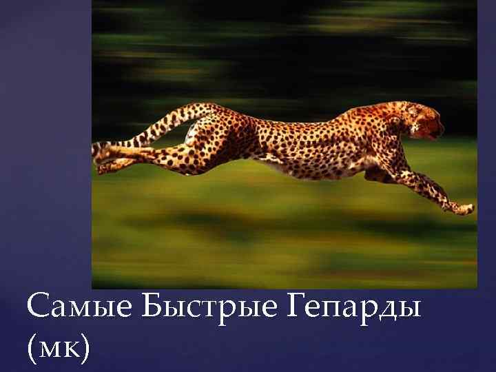 Самые Быстрые Гепарды (мк) 
