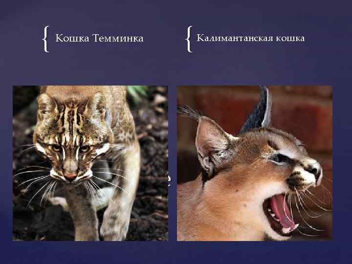 { Кошка Темминка { Калимантанская кошка Золотистые Катопумы (мк) 