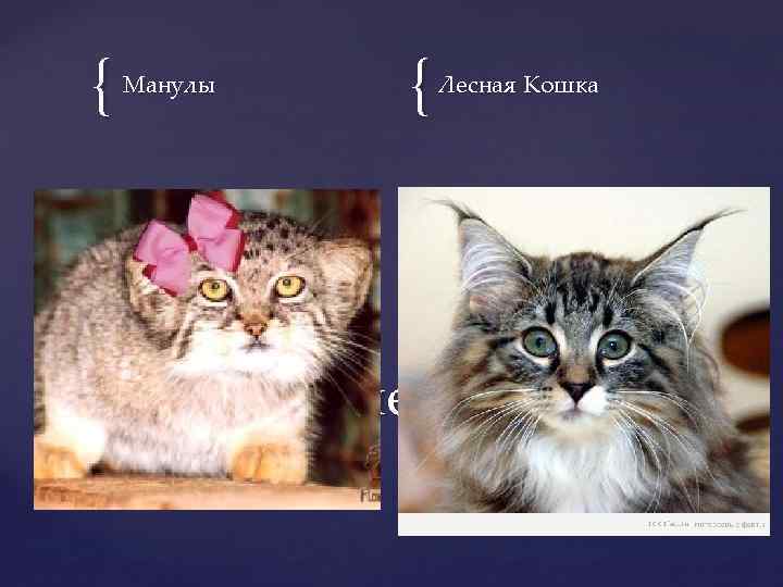 { Манулы { Лесная Кошка Такие Милые Кошки (мк) 