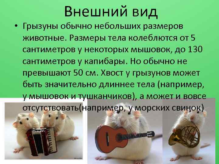 Внешний вид • Грызуны обычно небольших размеров животные. Размеры тела колеблются от 5 сантиметров