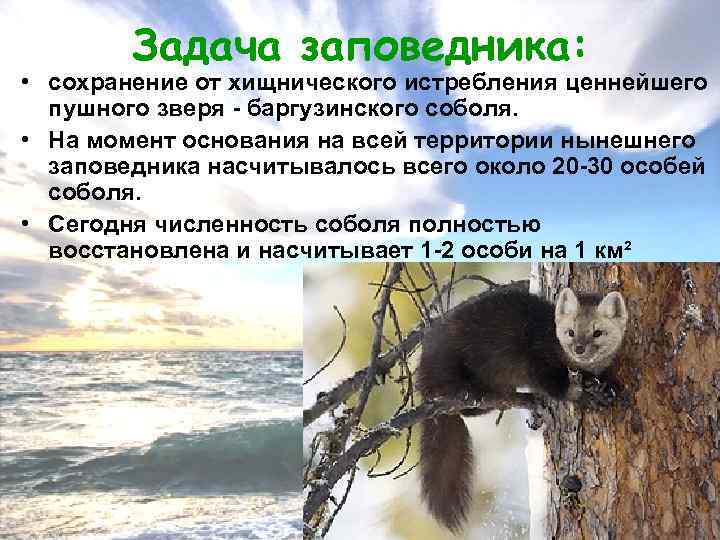 Задача заповедника: • сохранение от хищнического истребления ценнейшего пушного зверя - баргузинского соболя. •