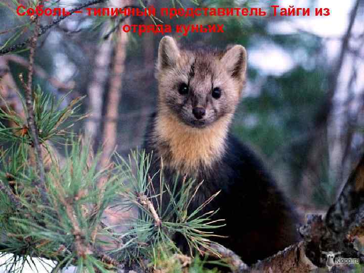 Соболь – типичный представитель Тайги из отряда куньих 
